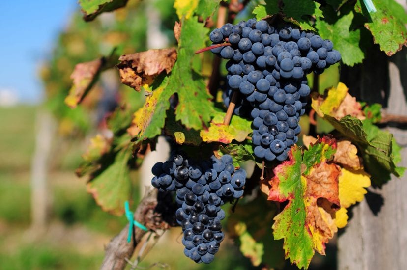 grapes on vine